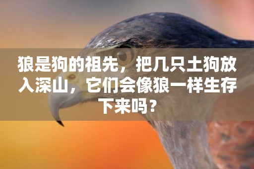狼是狗的祖先，把幾只土狗放入深山，它們會像狼一樣生存下來嗎？
