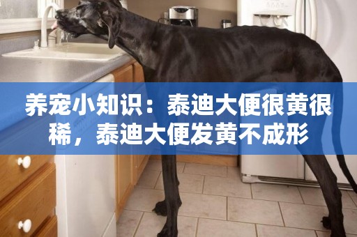 養寵小知識：泰迪大便很黃很稀，泰迪大便發黃不成形