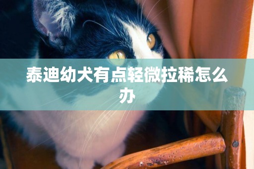 泰迪幼犬有點輕微拉稀怎么辦