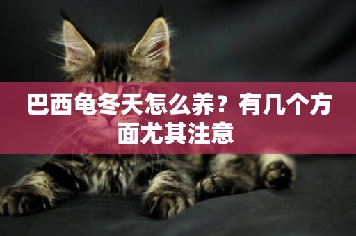 巴西龜冬天怎么養？有幾個方面尤其注意 