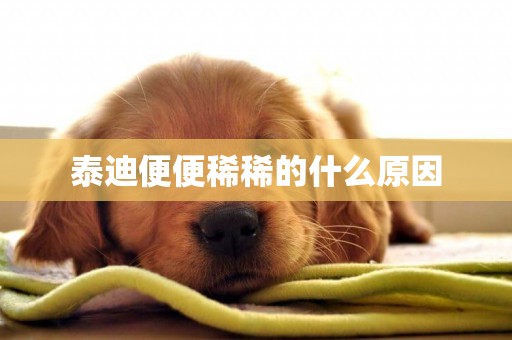泰迪便便稀稀的什么原因