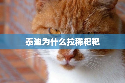 泰迪為什么拉稀粑粑