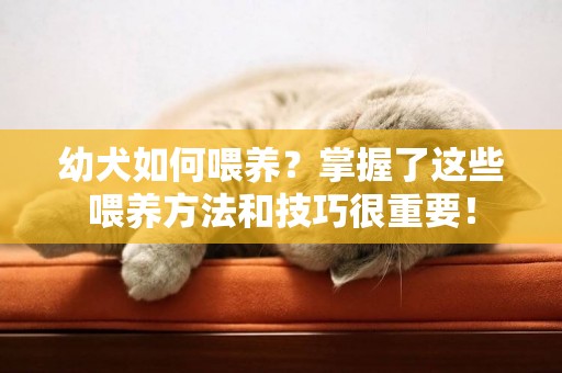 幼犬如何喂養？掌握了這些喂養方法和技巧很重要！
