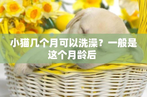 小貓幾個月可以洗澡？一般是這個月齡后 