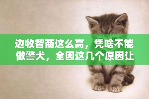 邊牧智商這么高，憑啥不能做警犬，全因這幾個原因讓人很無奈