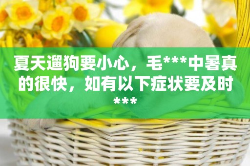 夏天遛狗要小心，毛***中暑真的很快，如有以下癥狀要及時***