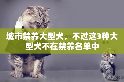 城市禁養大型犬，不過這3種大型犬不在禁養名單中