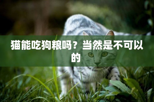 貓能吃狗糧嗎？當然是不可以的 