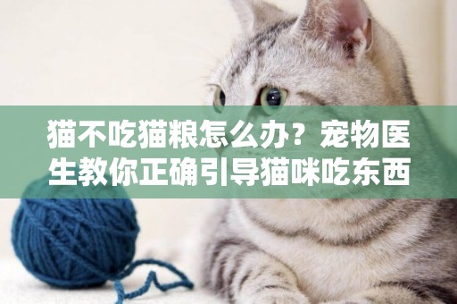 貓不吃貓糧怎么辦？寵物醫生教你正確引導貓咪吃東西