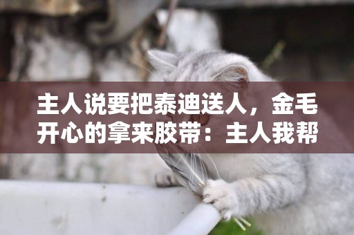 主人說要把泰迪送人，金毛開心的拿來膠帶：主人我幫你~