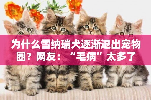 為什么雪納瑞犬逐漸退出寵物圈？網友：“毛病”太多了