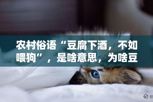 農村俗語“豆腐下酒，不如喂狗”，是啥意思，為啥豆腐不能下酒