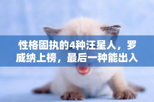 性格固執的4種汪星人，羅威納上榜，最后一種能出入五星級酒店