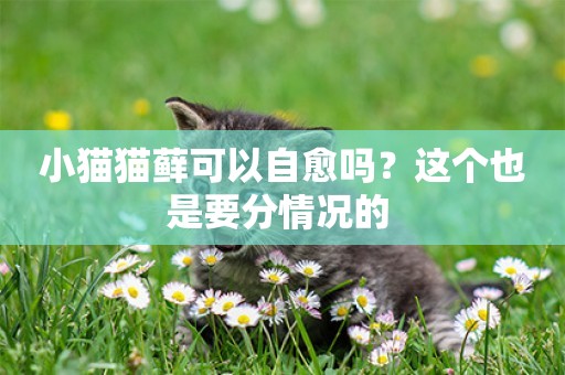 小貓貓蘚可以自愈嗎？這個也是要分情況的 