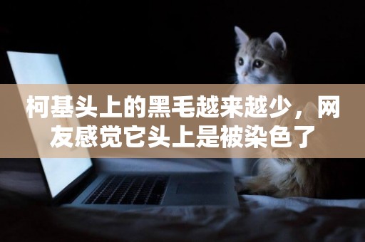 柯基頭上的黑毛越來越少，網友感覺它頭上是被染色了