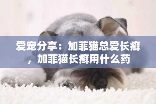 愛寵分享：加菲貓總愛長癬，加菲貓長癬用什么藥