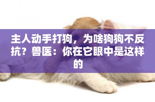 主人動手打狗，為啥狗狗不反抗？獸醫：你在它眼中是這樣的