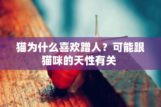 貓為什么喜歡蹭人？可能跟貓咪的天性有關 