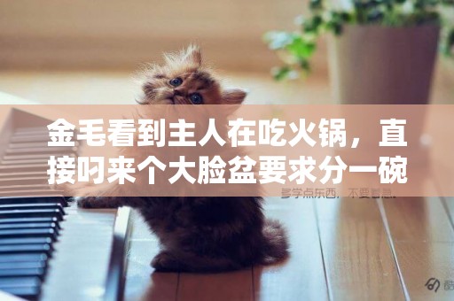 金毛看到主人在吃火鍋，直接叼來個大臉盆要求分一碗