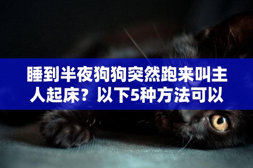 睡到半夜狗狗突然跑來叫主人起床？以下5種方法可以制止它們