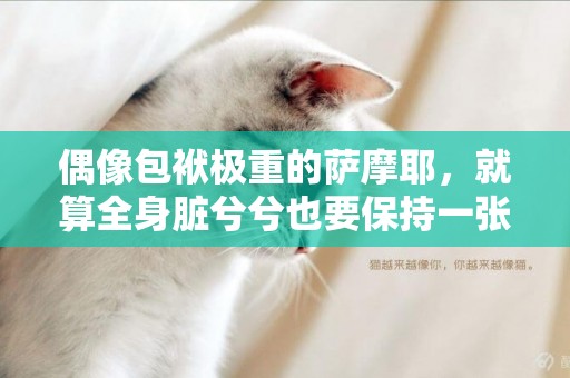 偶像包袱極重的薩摩耶，就算全身臟兮兮也要保持一張帥臉！