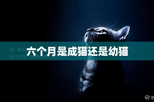 六個月是成貓還是幼貓