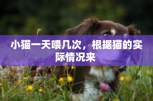小貓一天喂幾次，根據貓的實際情況來 