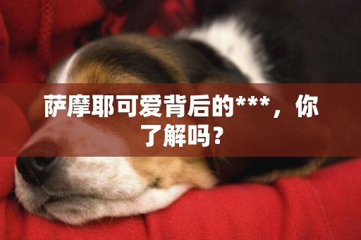 薩摩耶可愛背后的***，你了解嗎？