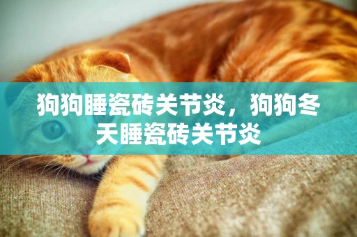 狗狗睡瓷磚關節炎，狗狗冬天睡瓷磚關節炎