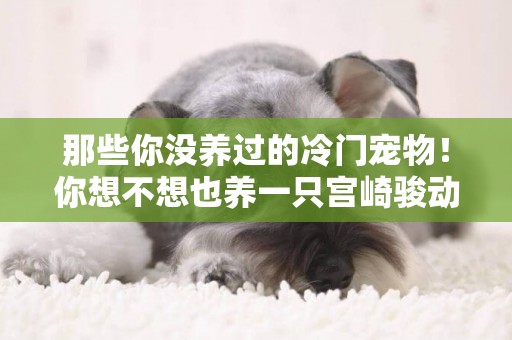 那些你沒養過的冷門寵物！你想不想也養一只宮崎駿動漫里的龍貓？