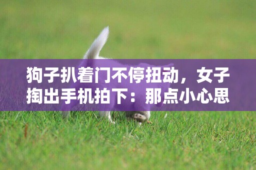 狗子扒著門不停扭動，女子掏出手機拍下：那點小心思蒙誰呢？