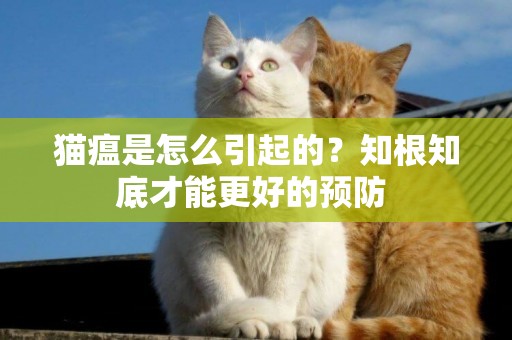 貓瘟是怎么引起的？知根知底才能更好的預防 