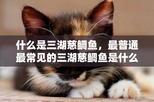 什么是三湖慈鯛魚，最普通最常見的三湖慈鯛魚是什么