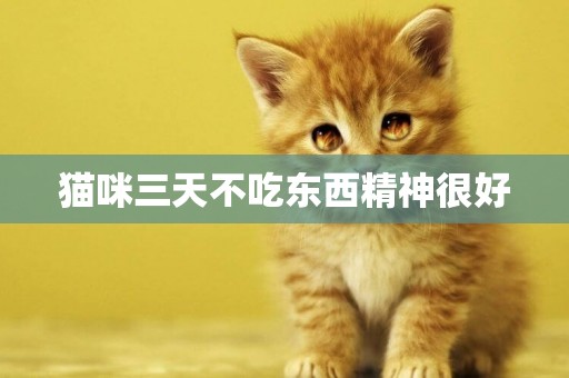 貓咪三天不吃東西精神很好