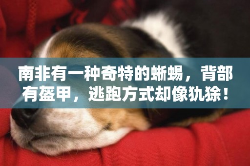 南非有一種奇特的蜥蜴，背部有盔甲，逃跑方式卻像犰狳！