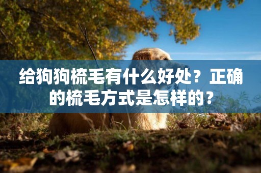 給狗狗梳毛有什么好處？正確的梳毛方式是怎樣的？