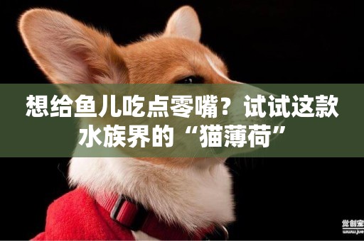 想給魚兒吃點零嘴？試試這款水族界的“貓薄荷”
