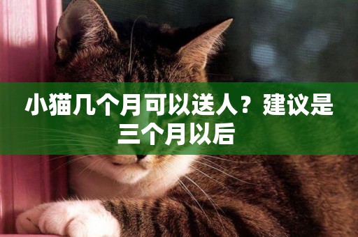 小貓幾個月可以送人？建議是三個月以后 