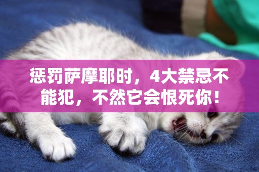 懲罰薩摩耶時，4大禁忌不能犯，不然它會恨死你！