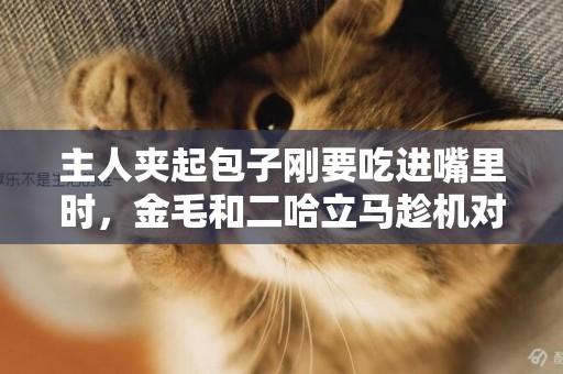 主人夾起包子剛要吃進嘴里時，金毛和二哈立馬趁機對包子下手