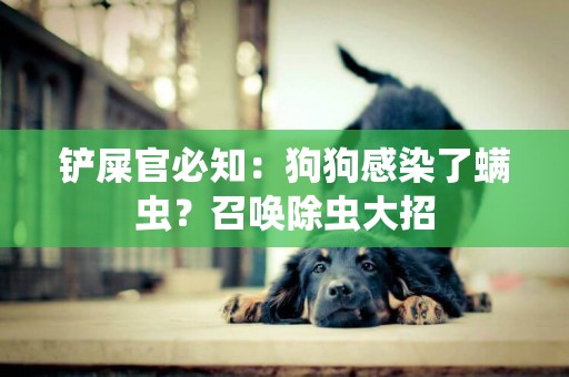 鏟屎官必知：狗狗感染了螨蟲？召喚除蟲大招