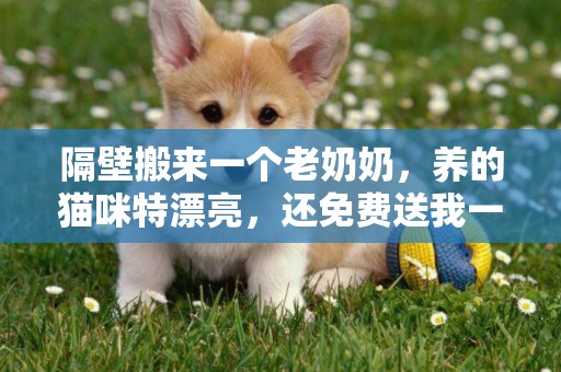 隔壁搬來一個老奶奶，養的貓咪特漂亮，還免費送我一只貓