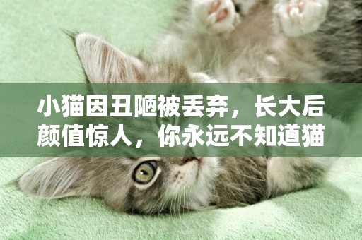 小貓因丑陋被丟棄，長大后顏值驚人，你永遠不知道貓咪會有多好看