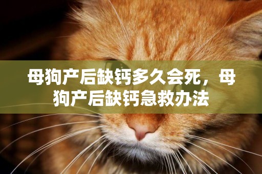 母狗產后缺鈣多久會死，母狗產后缺鈣急救辦法