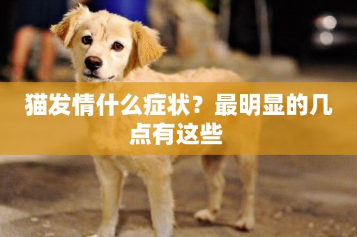 貓發情什么癥狀？最明顯的幾點有這些 