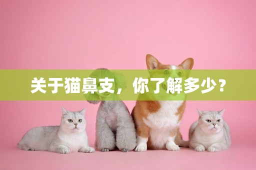 關于貓鼻支，你了解多少？