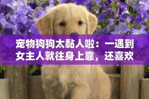 寵物狗狗太黏人啦：一遇到女主人就往身上靠，還喜歡到處賣萌