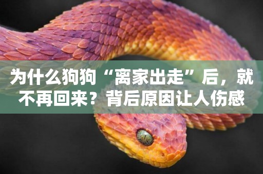 為什么狗狗“離家出走”后，就不再回來？背后原因讓人傷感