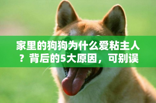 家里的狗狗為什么愛粘主人？背后的5大原因，可別誤解了狗狗！