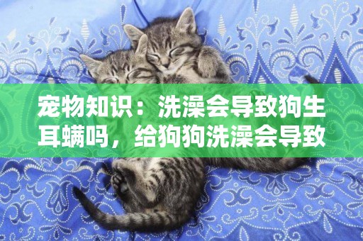 寵物知識：洗澡會導致狗生耳螨嗎，給狗狗洗澡會導致耳螨嗎